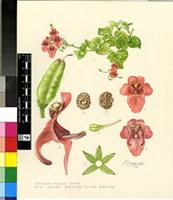 Diascia mollis Hilliard & B.L.Burtt