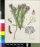 Serruria sp.