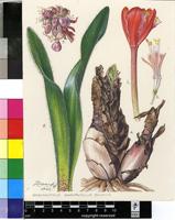 Haemanthus dasyphyllus Snijman