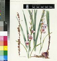 Gladiolus serpenticola Goldblatt & J.C.Manning