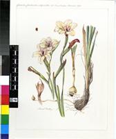 Gladiolus grandiflorus Andrews