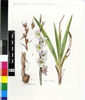 Gladiolus calcaratus G.J.Lewis