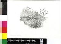 Crocosmia fucata (Herb.) M.P.de Vos