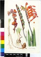 Chasmanthe aethiopica (L.) N.E.Br.