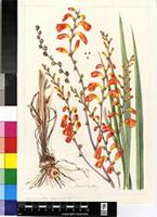 Crocosmia pottsii (McNab ex Baker) N.E.Br.