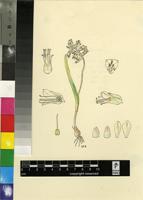 Lachenalia bowkeri Baker