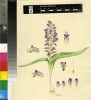 Lachenalia splendida Diels