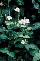 Asystasia gangetica (L.) T.Anderson subsp. gangetica