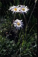 Anemone tenuifolia (L.f.) DC.