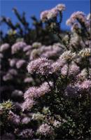 Agathosma serpyllacea Licht. ex Roem. & Schult.
