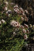 Agathosma sp.