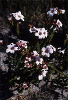 Adenandra villosa (P.J.Bergius) Licht. ex Roem. & Schult.