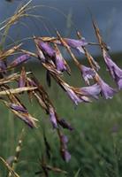Dierama floriferum Hilliard