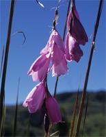 Dierama pulcherrimum (Hook.f.) Baker