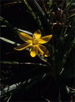 Duthiastrum linifolium (E.Phillips) M.P.de Vos
