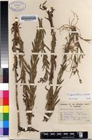 Isotype of Epilobium capense Buchinger ex Hochst. [family ONAGRACEAE]