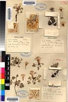 Isotype of Oxalis pulchella Jacq. var. glauca T.M.Salter [family OXALIDACEAE]