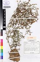 Holotype of Bowiea volubilis Harv. ex Hook.f. subsp. gariepensis (Van Jaarsv.) Bruyns [family HYACINTHACEAE]