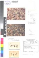 Holotype of Anacampseros bayeriana S.A.Hammer [family PORTULACACEAE]