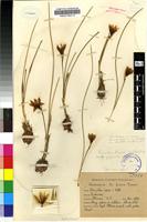 Holotype of Romulea camerooniana Baker [family IRIDACEAE]