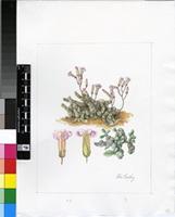 Tylecodon decipiens Toelken