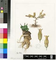 Tylecodon ventricosus (Burm.f.) Toelken