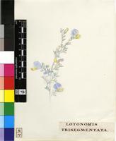 Lotononis sericophylla Benth.