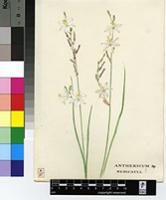 Chlorophytum fasciculatum (Baker) Kativu