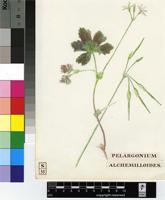 Pelargonium alchemilloides (L.) L'Hér.
