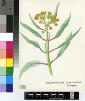 Parapodium costatum E.Mey.