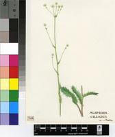 Alepidea ciliaris F.Delaroche