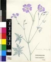 Geranium harveyi Briq.