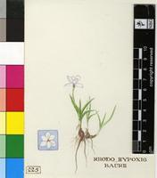 Rhodohypoxis baurii (Baker) Nel