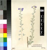 Lotononis sessilifolia Harv.