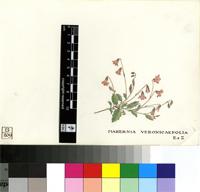 Mahernia veronicifolia Eckl. & Zeyh.