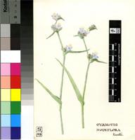 Cyanotis nodiflora Kunth