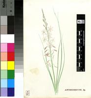 Anthericum sp.