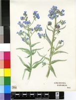 Anchusa riparia A.DC.