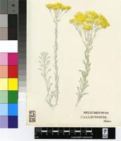 Helichrysum callicomum Harv.
