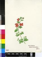 Sutera breviflora (Schltr.) Hiern