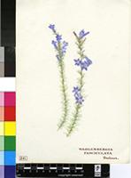 Wahlenbergia fasciculata Brehmer