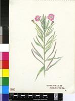 Epilobium hirsutum L.