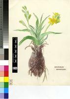 Hypoxis rooperii T.Moore