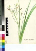 Albuca setosa Jacq.
