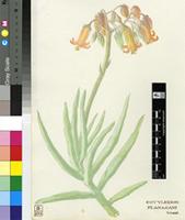 Cotyledon flanaganii Schönland & Baker f.