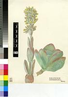Kalanchoe tomentosa Baker