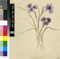 Moraea villosa (Ker Gawl.) Ker Gawl.