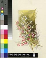Erica glomiflora Salisb.