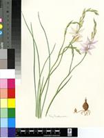 Gladiolus stellatus G.J.Lewis