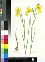Gladiolus comptonii G.J.Lewis